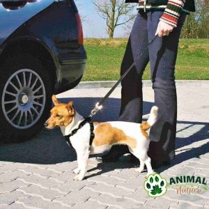 Bezbednosni set Am i povodac za pse za automobil Trixie - Animal Nature