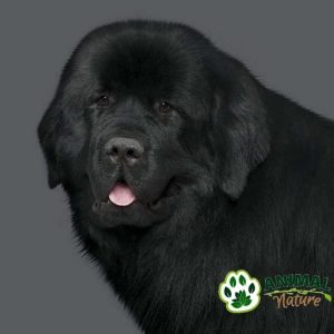 Nature’s Protection Superior Care hrana za crne pse - Animal Nature