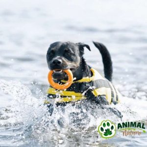 Prsluk za pse za vodu (prsluk za spasavanje) - Animal Nature