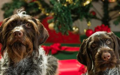 Kako da držite psa podalje od Novogodišnje jelke? 10 praktičnih saveta