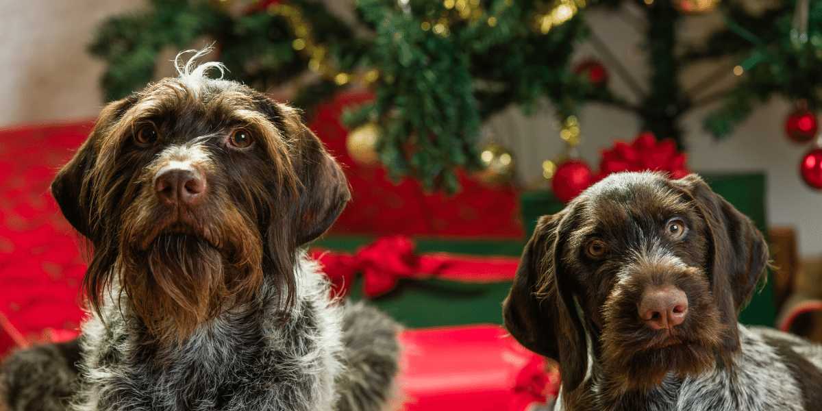 Kako da držite psa podalje od Novogodišnje jelke? 10 praktičnih saveta