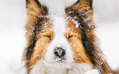 6 Saveta kako da rešite problem suve kože Vašeg psa ove zime