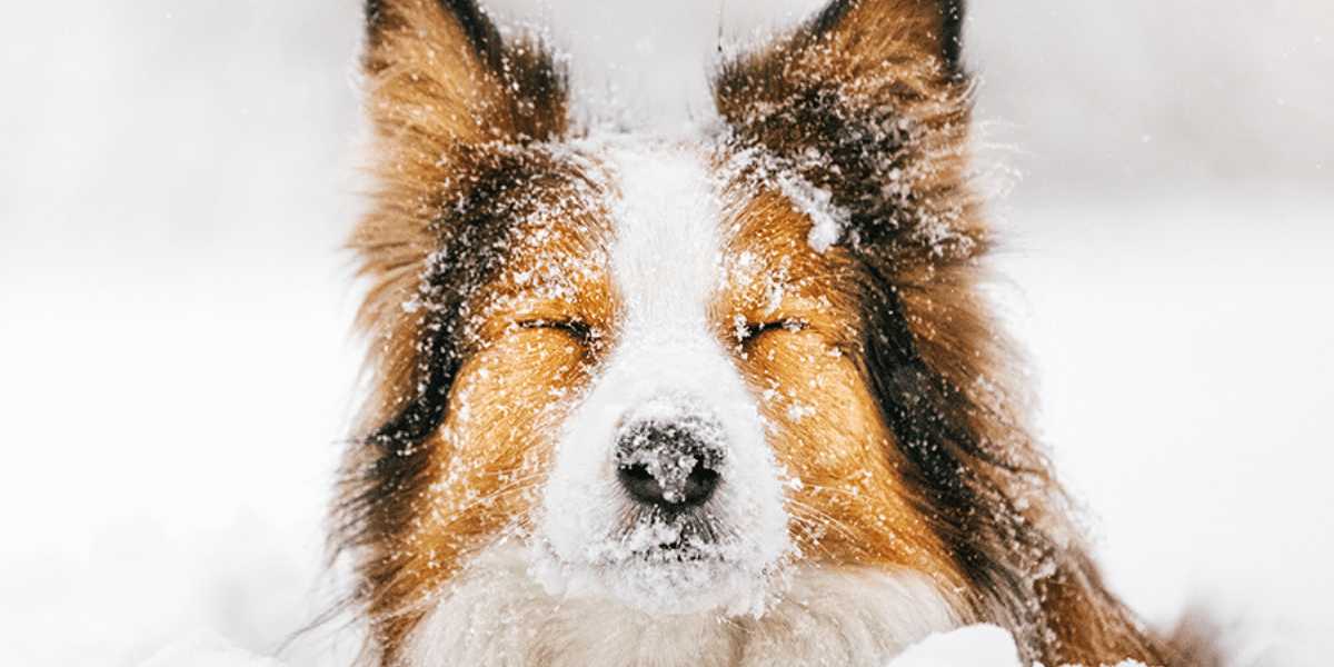 6 Saveta kako da rešite problem suve kože Vašeg psa ove zime